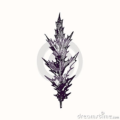 Milk Thistle Silybum marianum, cardus marianus, Marian, Saint Mary`s, Mediterranean or Scotch thistle leaf, doodle black ink dr Vector Illustration